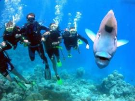 Magic Mountain Dive Site - Accommodation Gladstone 0