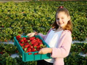 Strawberry Fields - Accommodation Gladstone 0