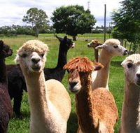 Banyandah Alpacas - Accommodation Gladstone