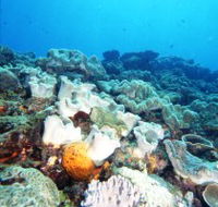 Mudjimba Old Woman Island Dive Site - Accommodation Gladstone