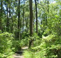 Mapleton Falls National Park - Accommodation Gladstone
