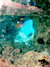 Michaelmas Cay Dive Site - Accommodation Gladstone 0