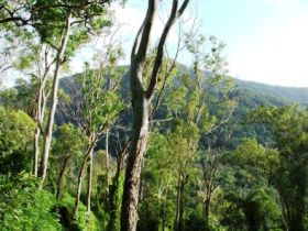 Smiths Track, Barron Gorge National Park - Accommodation Gladstone 0