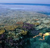 Split Bommie Dive Site