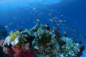 Steve's Bommie Dive Site - Accommodation Gladstone 0