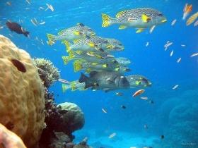 Coral Gardens Dive Site, Flynn Reef - Accommodation Gladstone 0