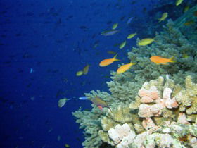 The Three Sisters Dive Site - Accommodation Gladstone 0