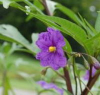 Alpha Native Flower Garden - Accommodation Gladstone