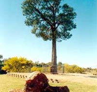 Robbers Tree - Accommodation Gladstone