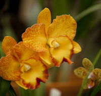 Queens Park - Orchid House - Accommodation Gladstone