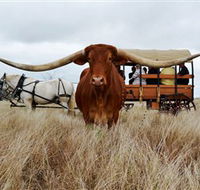 Texas Longhorn Wagon Tours and Safaris - Accommodation Gladstone