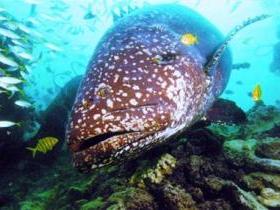 Lady Musgrave Island Dive Sites - Accommodation Gladstone 0