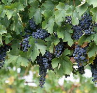 South Burnett Wine Trail - Accommodation Gladstone
