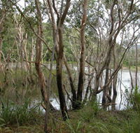 Mount Rooper Circuit and Swamp Bay Track - Accommodation Gladstone