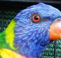 Fraser Coast Wildlife Sanctuary - Accommodation Gladstone