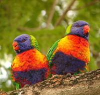 Blue Mountain Park - Accommodation Gladstone