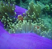 The Lady Bowen Dive Site - Accommodation Gladstone