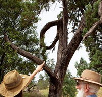 Charleville - Outback Native Timber Walk - Accommodation Gladstone