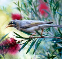 Windorah Nature Drive - Accommodation Gladstone
