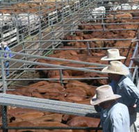 Dalrymple Sales Yards - Cattle Sales - Accommodation Gladstone