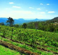 Preston Peak Wines - Accommodation Gladstone