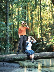 Birdwatching On The Fraser Coast - Accommodation Gladstone 0