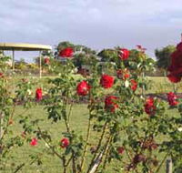 Elizabeth Park Rose Gardens - Accommodation Gladstone