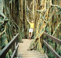 Curtain Fig Tree - Accommodation Gladstone