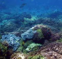 Hoffman's Rocks Dive Site - Accommodation Gladstone