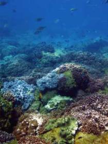 Hoffman's Rocks Dive Site - Accommodation Gladstone 0
