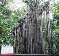 Curtain Fig National Park - Accommodation Gladstone