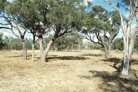 Forest Den National Park - Accommodation Gladstone 0