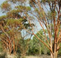 Myall Park Botanic Garden - Accommodation Gladstone