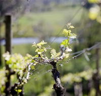 Elan Vineyard and Winery - Accommodation Gladstone