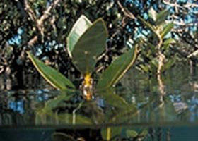 Jawbone Marine Sanctuary - Accommodation Gladstone 0