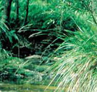 Lerderderg State Park - Accommodation Gladstone