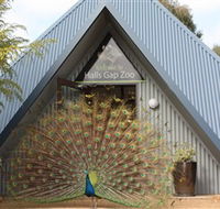 Halls Gap Zoo - Accommodation Gladstone