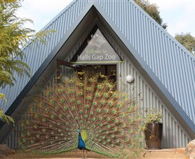 Halls Gap Zoo - Accommodation Gladstone 0