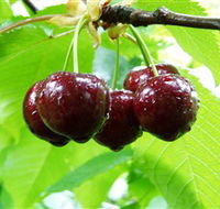 Red Hill Cherry Farm - Accommodation Gladstone