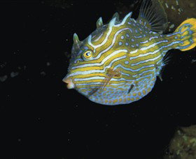 Mushroom Reef Marine Sanctuary - Accommodation Gladstone 0