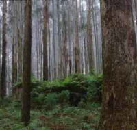 Kinglake National Park - Accommodation Gladstone