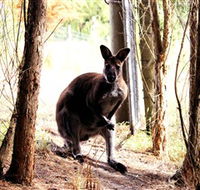 Great Ocean Road Wildlife Park - Accommodation Gladstone