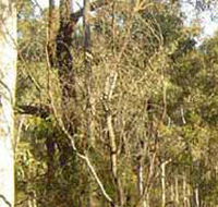 Warby-Ovens National Park - Accommodation Gladstone
