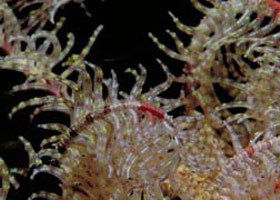 Point Danger Marine Sanctuary - Accommodation Gladstone 0
