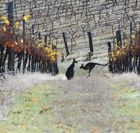 Blue Pyrenees Estate - Accommodation Gladstone