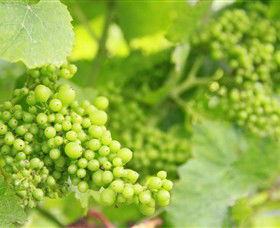 Waratah Hills Vineyard - Accommodation Gladstone 0