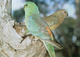 Lake Albacutya Regional Park - Accommodation Gladstone 0