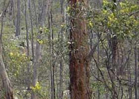 Heathcote-Graytown National Park - Accommodation Gladstone 0
