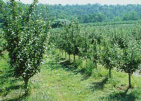 Pettys Orchard - Accommodation Gladstone 0