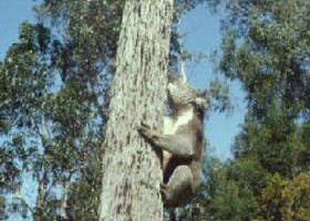Creswick Regional Park - Accommodation Gladstone 0
